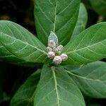 Calotropis gigantea Квітка