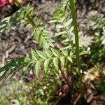 Polemonium occidentale Hoja