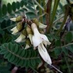 Erophaca baetica Kvet
