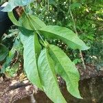 Inga acrocephala Leaf