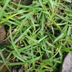 Zoysia matrella Leaf