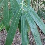 Pseudosasa japonica Folla