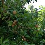 Manilkara zapota Fruit