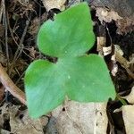 Hepatica acutiloba ᱥᱟᱠᱟᱢ