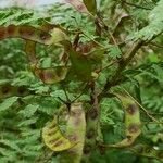 Mimosa pigra Fruit