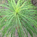 Helianthus salicifolius ഇല