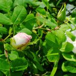 Rosa arvensis Blad