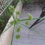 Cyperus eragrostis Fuelha