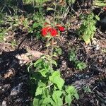 Salvia roemeriana Flor