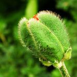 Papaver orientale Flor