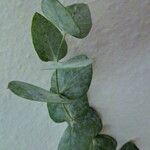 Eucalyptus cinerea 葉