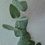 Eucalyptus cinerea Leaf