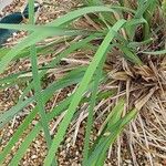 Dierama pulcherrimum Leaf