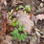 Corydalis intermedia Листок