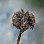 Globularia cordifolia Ffrwyth