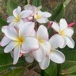 Plumeria rubraFlor