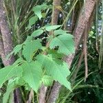 Cardiospermum halicacabum Leaf