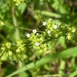 Valeriana dentata Blüte