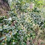 Azara lanceolata Blüte