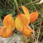 Lotus corniculatus 花