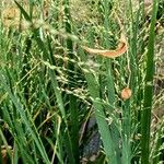 Panicum virgatum Blatt