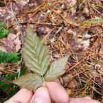 Rubus hispidus Yaprak