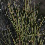 Ephedra viridis Habit