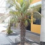 Butia capitata पत्ता