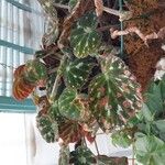 Begonia imperialis Leaf