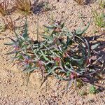 Euphorbia retusa Habit