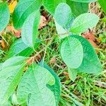 Sassafras albidum Leaf