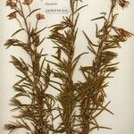 Epilobium leptophyllum Цветок