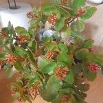 Kalanchoe fedtschenkoi पत्ता