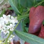 Gomphocarpus physocarpus Flower