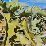 Kalanchoe beharensis Blad