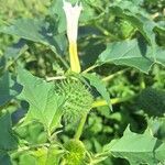 Datura stramoniumLeaf