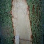 Lepidobotrys staudtii چھال