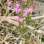 Centaurium tenuiflorum Flor