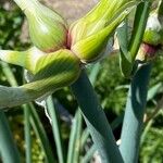 Allium × proliferum