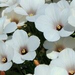 Linum suffruticosum 花