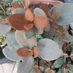 Kalanchoe orgyalis List