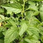 Scutellaria lateriflora Leaf