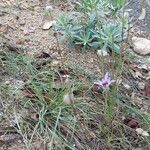 Scorzonera undulata 花