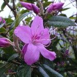 Rhododendron leptothrium