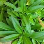 Dianthus barbatusপাতা