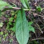 Symphyotrichum novi-belgiiLeaf