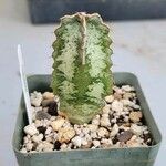 Euphorbia robecchii Liść