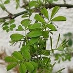 Hippocrepis emerus Blad