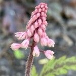 Tiarella cordifolia Flor