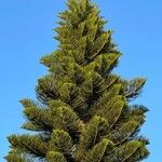 Araucaria heterophylla (Salisb.) FrancoLeaf